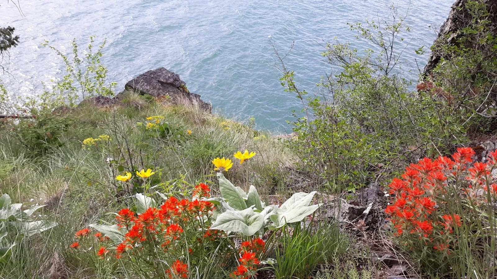 四川省産ニードル.クォーツフラワークラスター約5.2kg Native Plants and Noxious Weeds — Living in Flathead